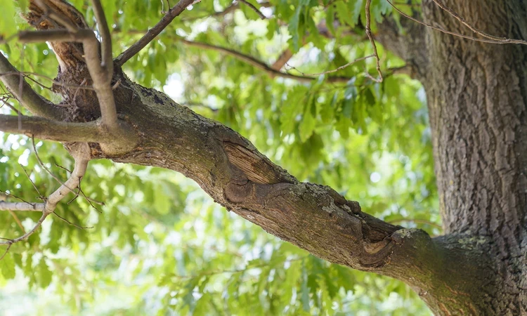 Close-up of tree bark damage